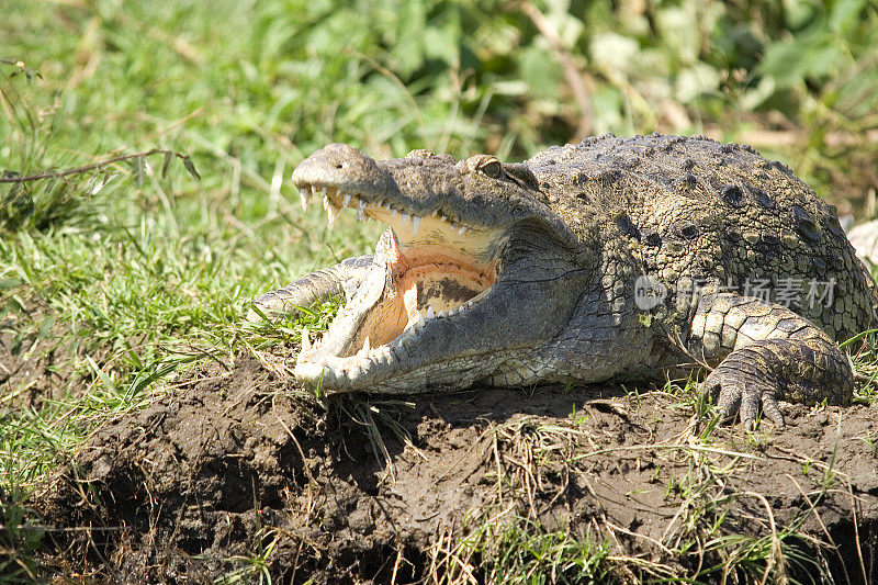 Nile Crocodile